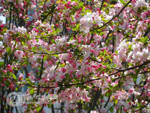 suncitygroup太阳集团