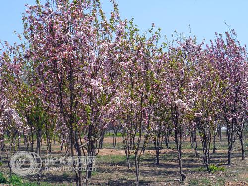 suncitygroup太阳集团