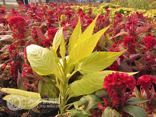 suncitygroup太阳集团