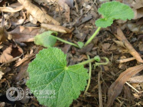 suncitygroup太阳集团