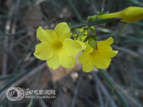 suncitygroup太阳集团