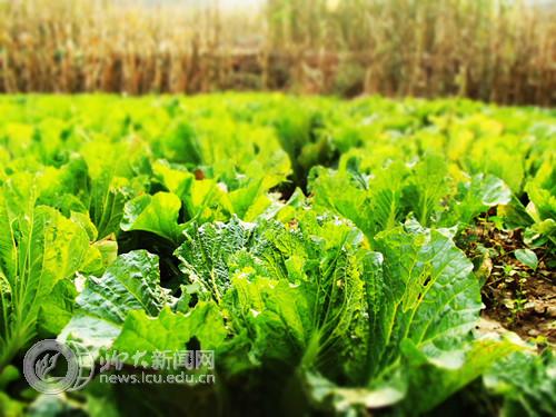 suncitygroup太阳集团