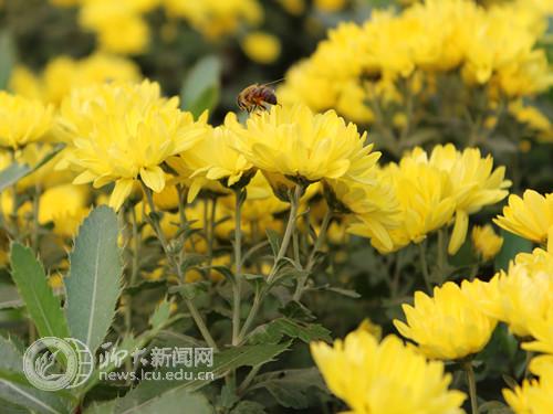 suncitygroup太阳集团