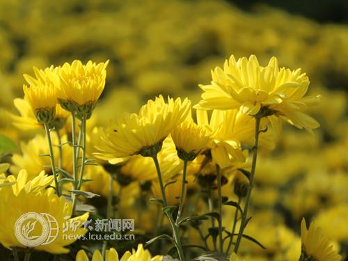 suncitygroup太阳集团