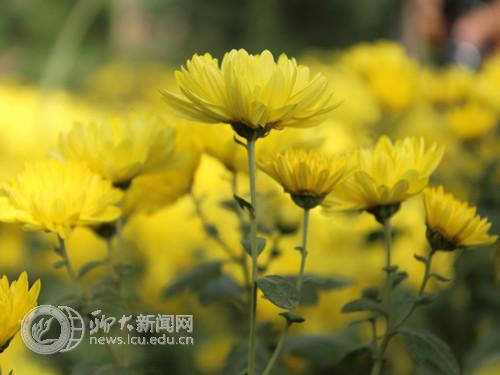 suncitygroup太阳集团