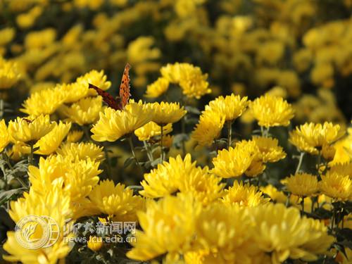 suncitygroup太阳集团