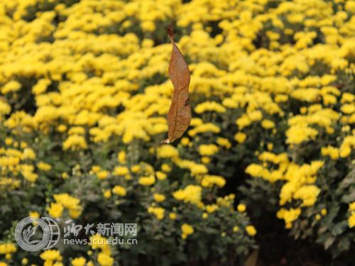 suncitygroup太阳集团