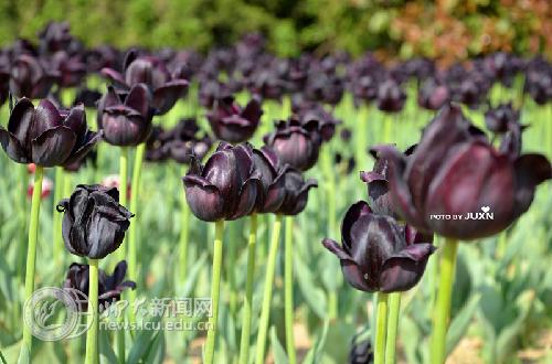 suncitygroup太阳集团