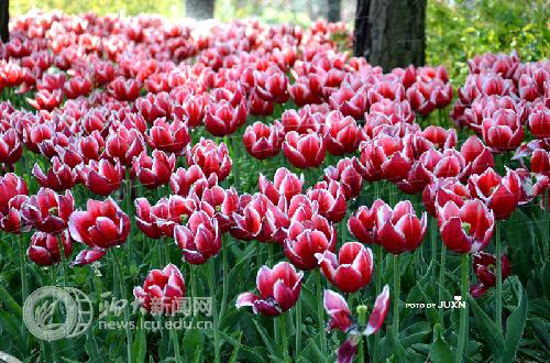 suncitygroup太阳集团