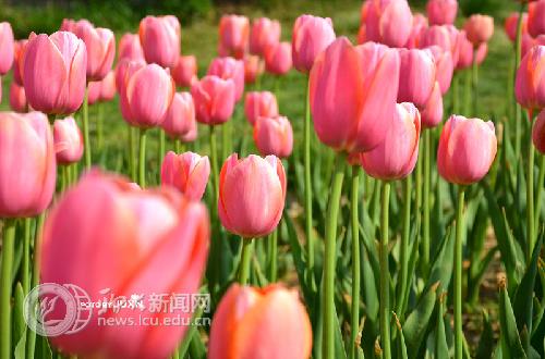 suncitygroup太阳集团