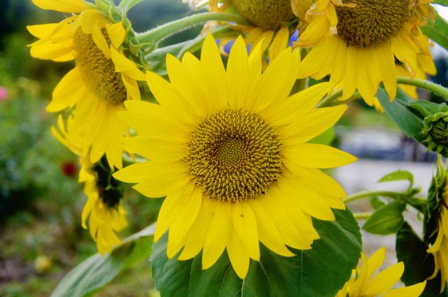 suncitygroup太阳集团