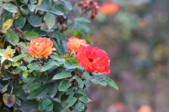 suncitygroup太阳集团