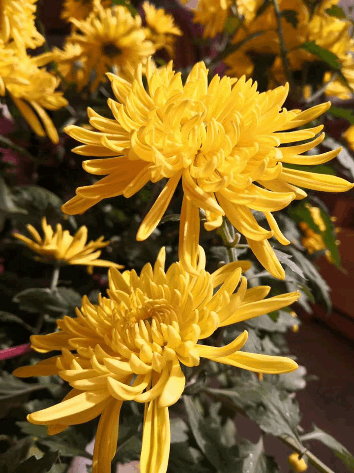 suncitygroup太阳集团